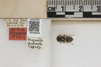 Media type: image;   Entomology 786058 Aspect: Labels